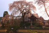 昌建寺のしだれ桜