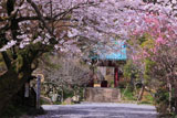 光則寺の桜と桃
