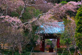 光則寺のシダレザクラ