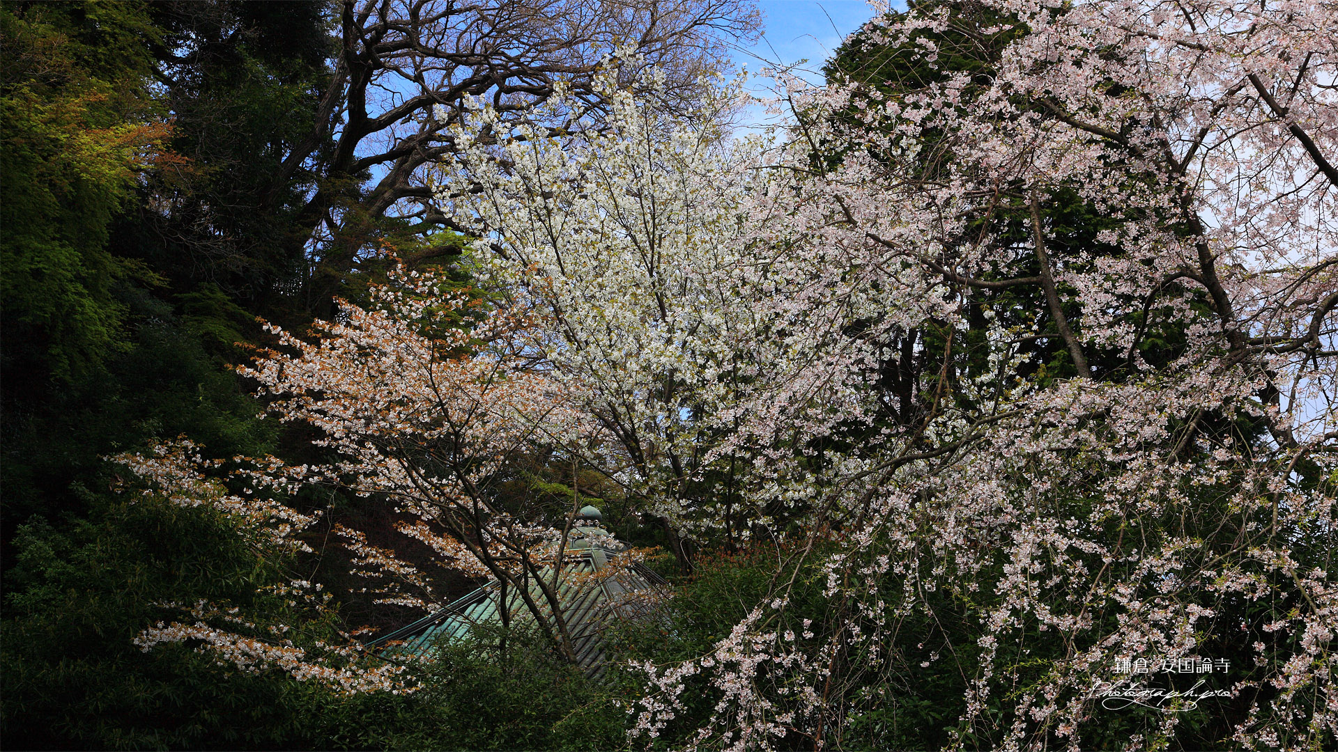 安国論寺 桜と御小庵