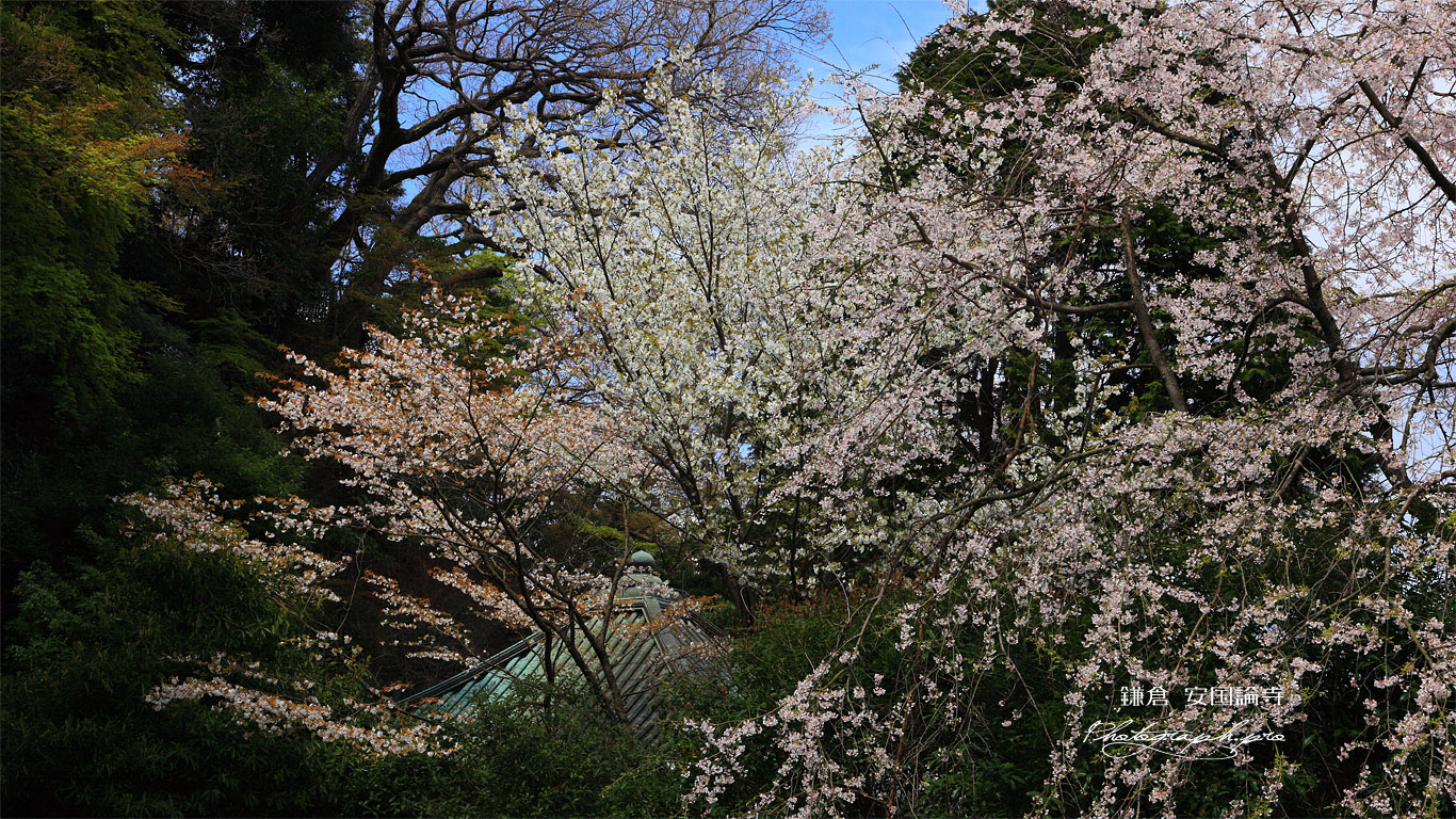 安国論寺 桜と御小庵 壁紙