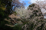 安国論寺 桜と御小庵