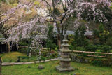 東慶寺 本堂前庭のしだれ桜