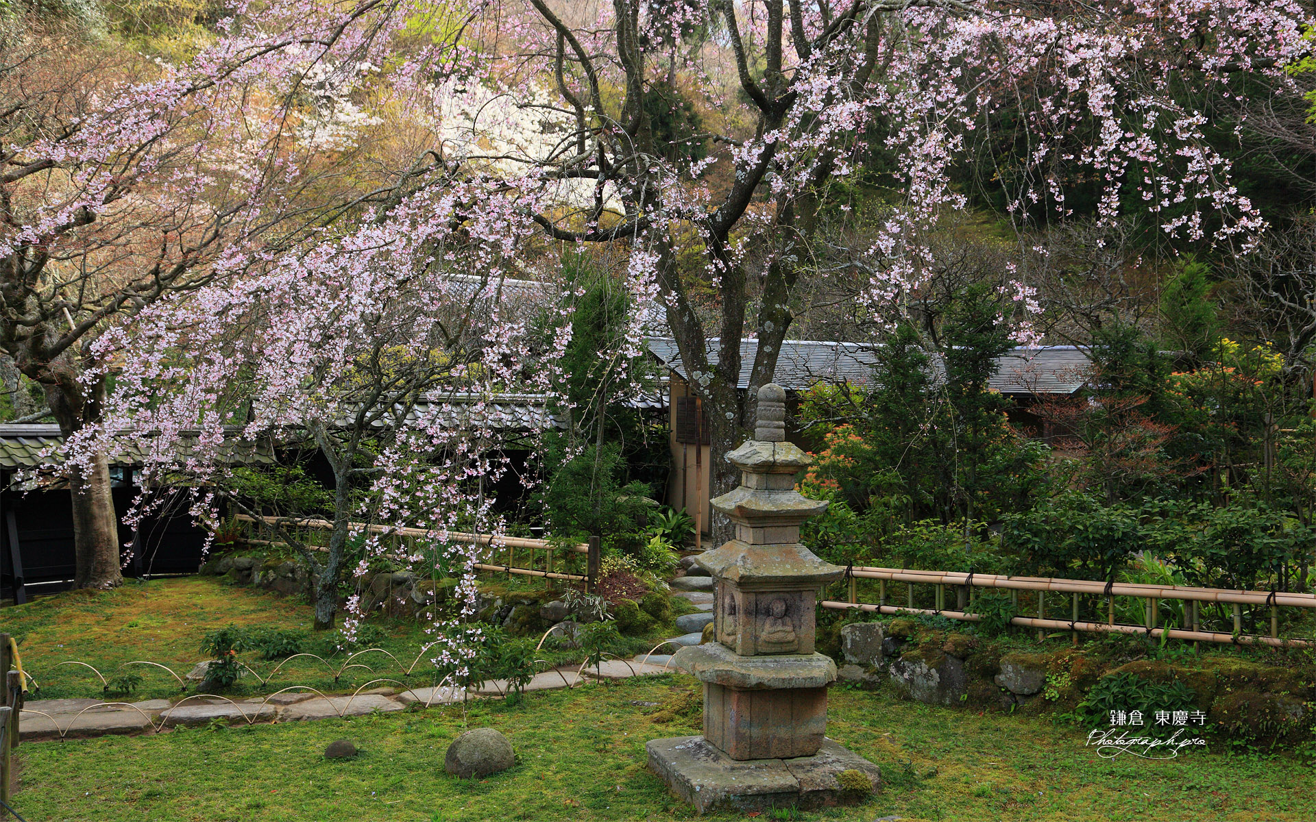 東慶寺 本堂前庭のしだれ桜