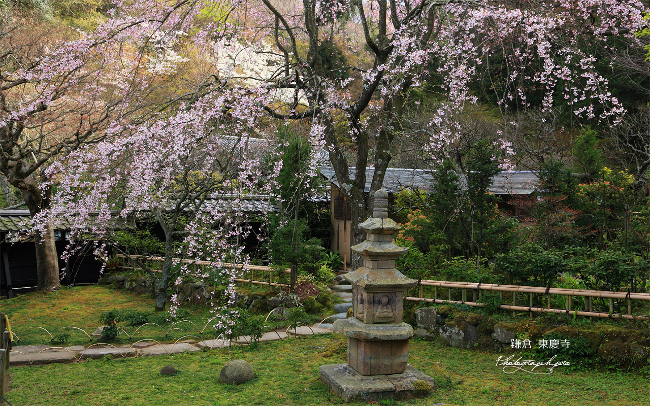 東慶寺 本堂前庭のしだれ桜 壁紙