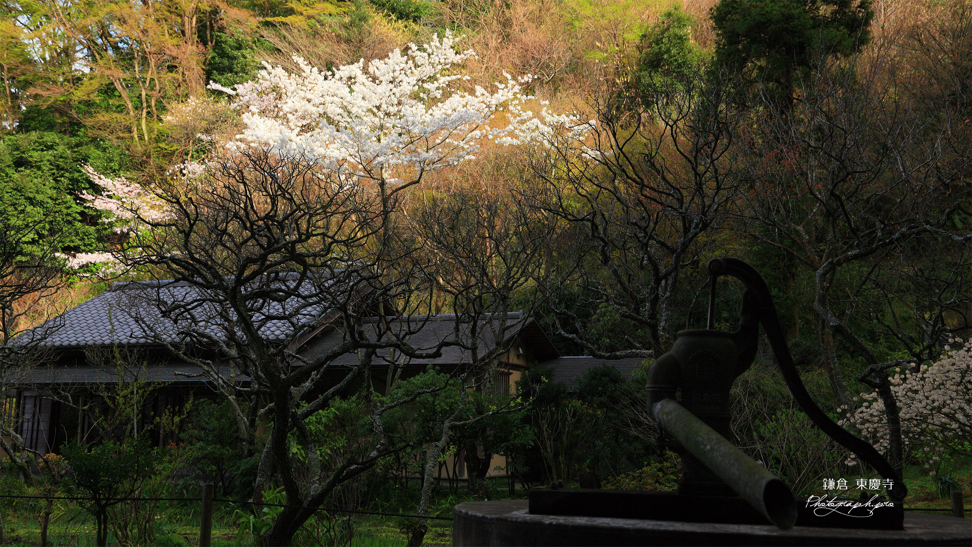 東慶寺 古井戸と桜
