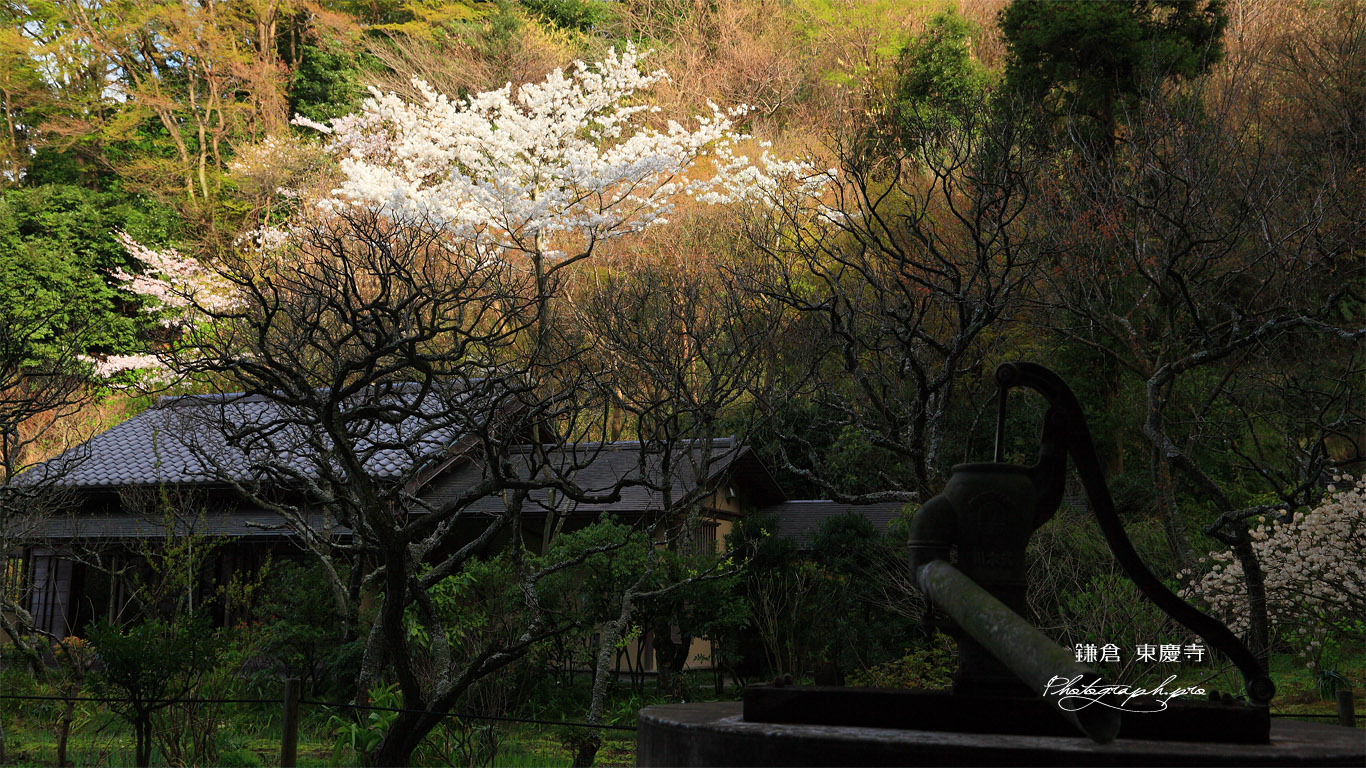 東慶寺 古井戸と桜 壁紙