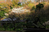東慶寺 古井戸と桜