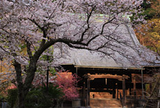 妙本寺