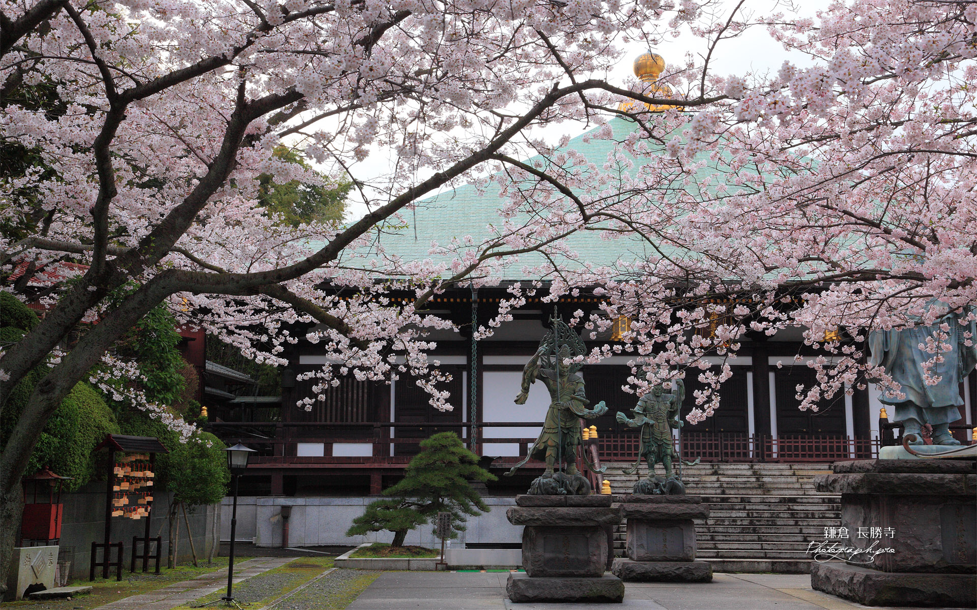 鎌倉長勝寺 桜と本堂