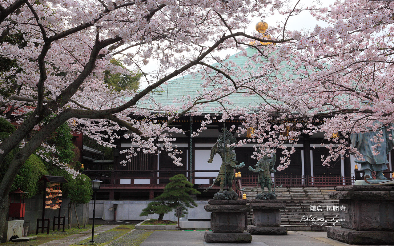 鎌倉長勝寺 桜と本堂 壁紙