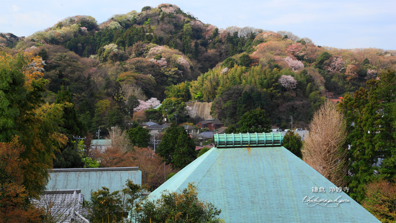 絹張山 壁紙