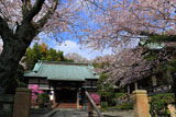 報国寺 桜と本堂