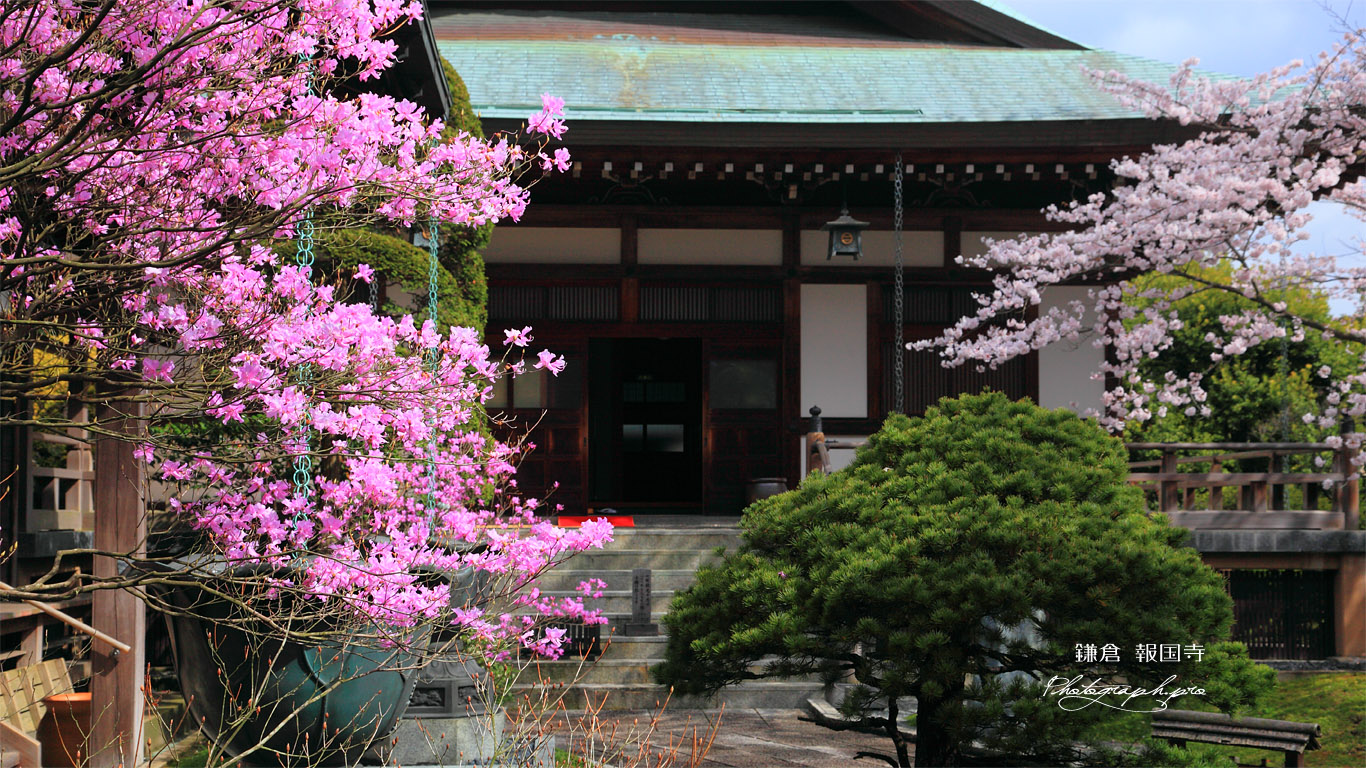 鎌倉報国寺 ミツバツツジと迦葉堂 壁紙