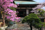 鎌倉報国寺 三つ葉躑躅と迦葉堂