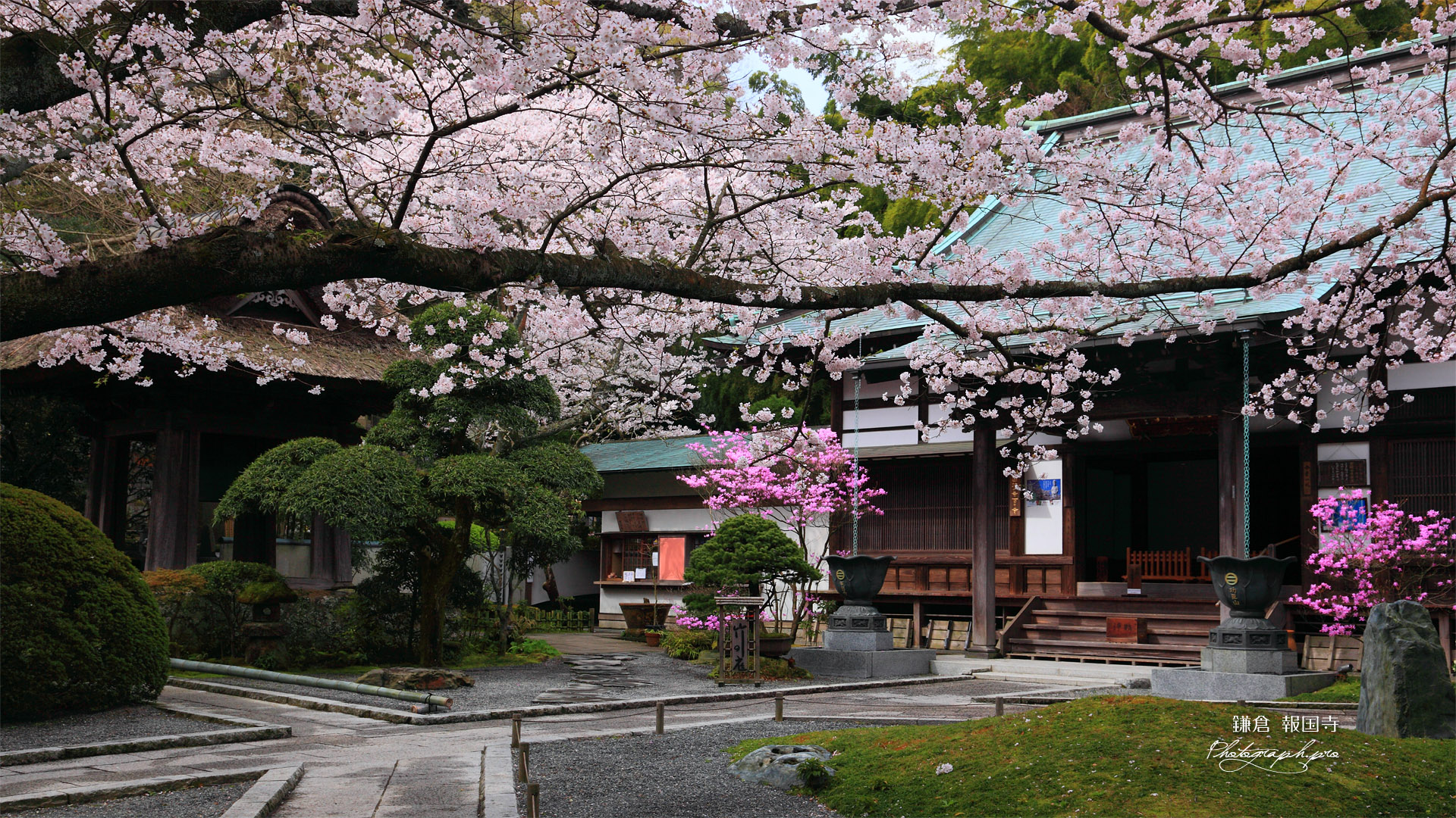 鎌倉報国寺 本堂前庭のサクラ