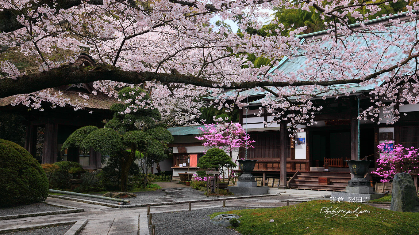 鎌倉報国寺 本堂前庭のサクラ 壁紙