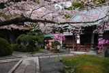 鎌倉報国寺 本堂前庭のサクラ