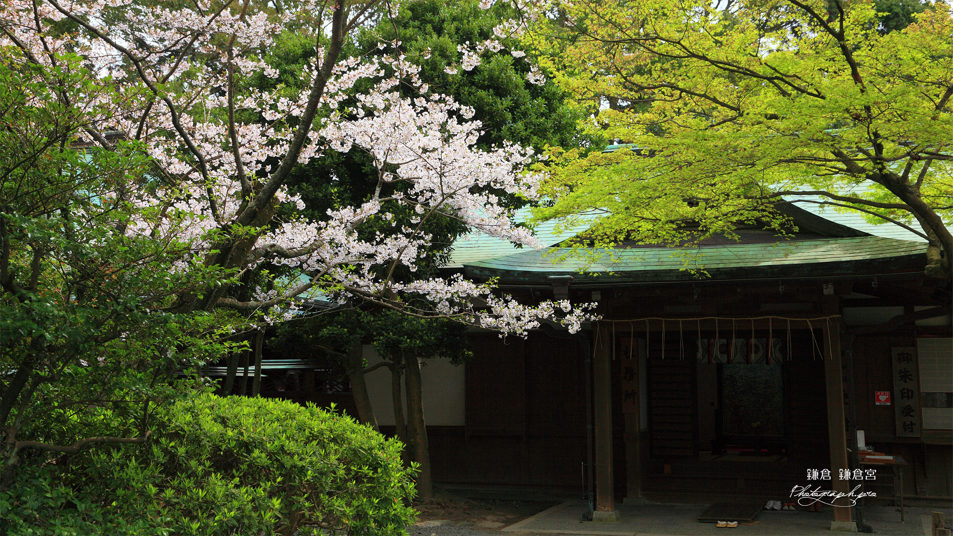 鎌倉宮 桜と社務所