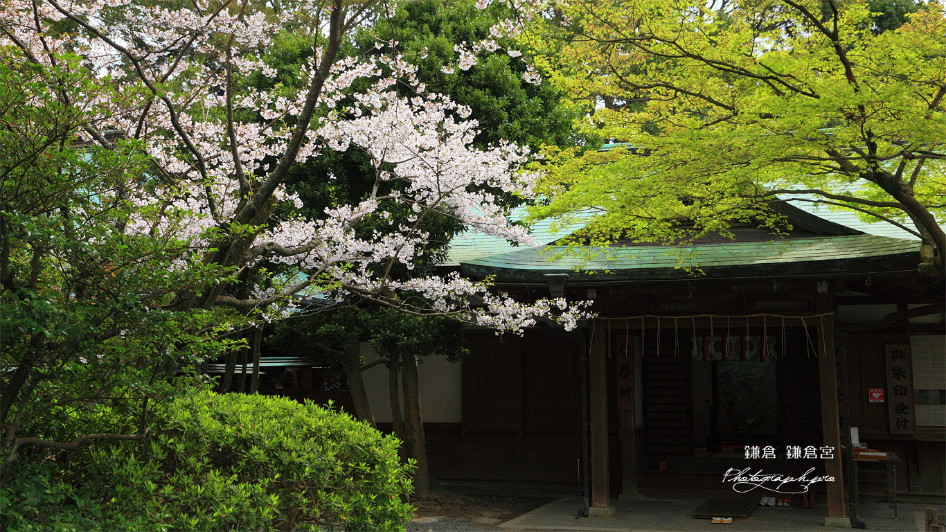 鎌倉宮 桜と社務所 壁紙