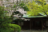 鎌倉宮 桜と社務所
