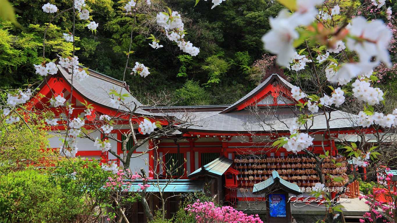 荏柄天神社のサクラと社殿 壁紙