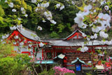 荏柄天神社のサクラと社殿