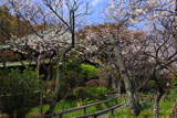 鎌倉英勝寺の桜