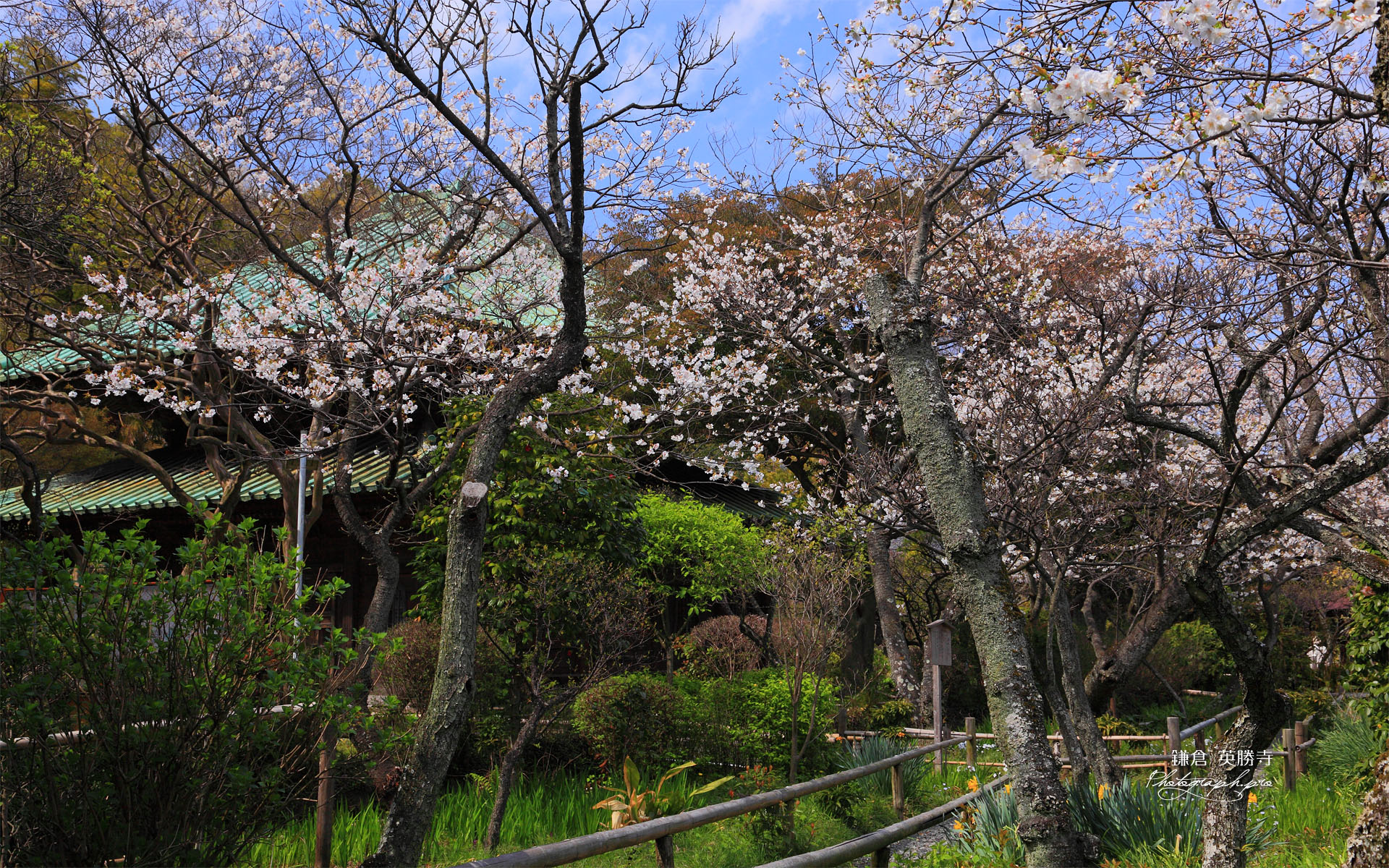 鎌倉英勝寺の桜
