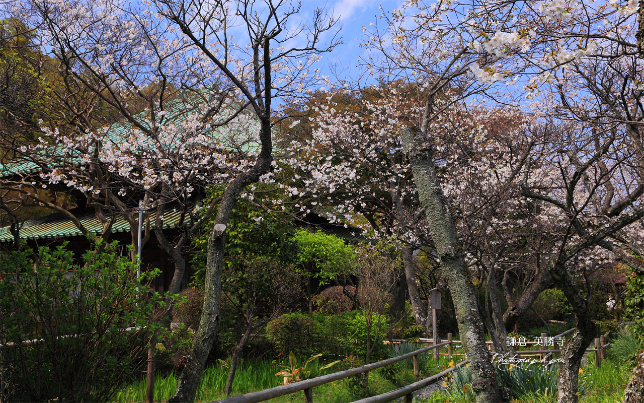 鎌倉英勝寺の桜 壁紙