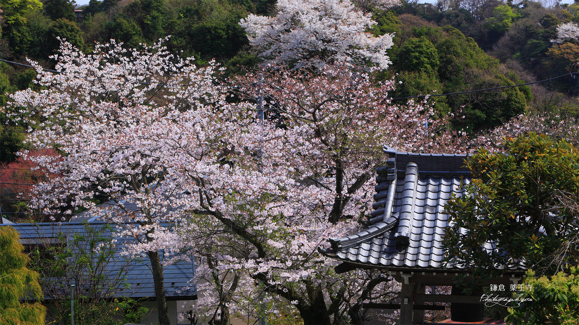 鎌倉薬王寺 鐘楼と桜