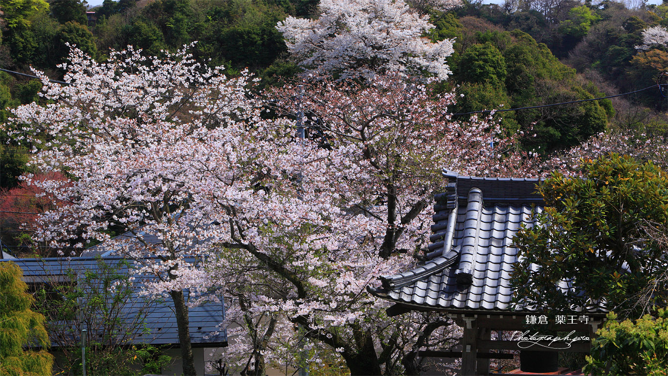 鎌倉薬王寺 鐘楼と桜 壁紙