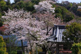 鎌倉薬王寺 鐘楼と桜