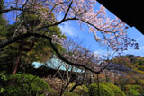 鎌倉浄光明寺 桜と不動堂