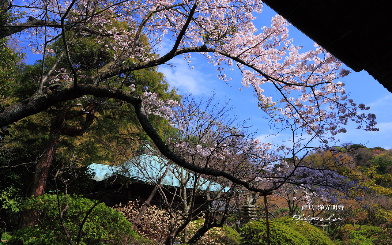 鎌倉浄光明寺 桜と不動堂 壁紙