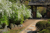 海蔵寺 ユキヤナギと小門