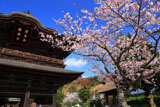 建長寺の桜