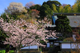 桜咲く建長寺妙高院