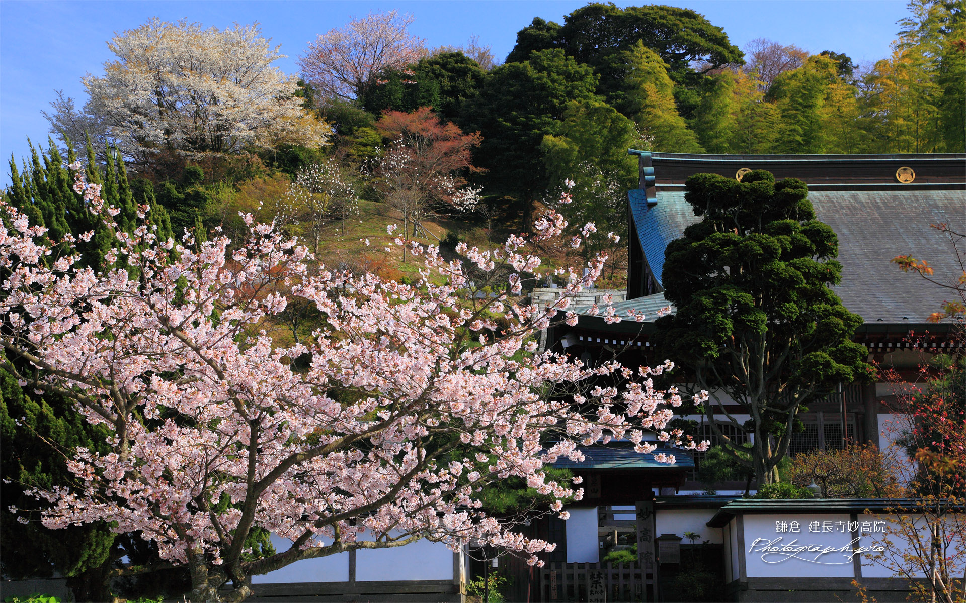 桜咲く建長寺妙高院
