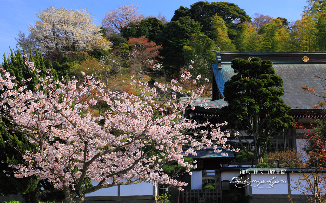桜咲く建長寺妙高院 壁紙