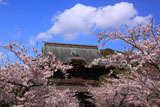 建長寺の桜と三門