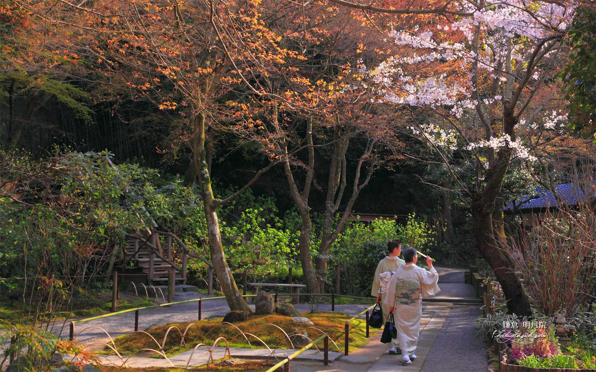 明月院の桜