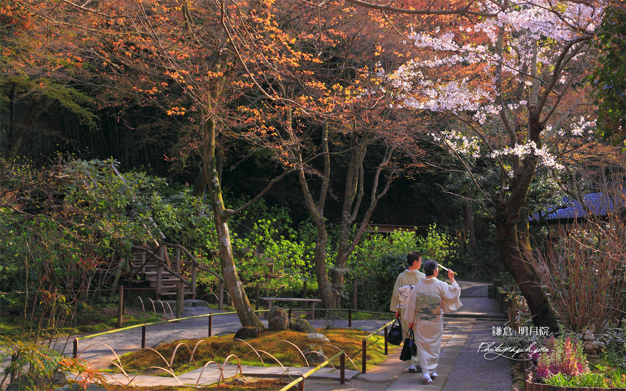 明月院の桜 壁紙
