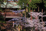 桜と円覚寺山門