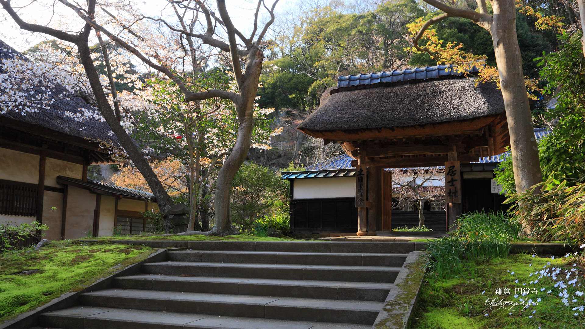 円覚寺居士林のヤマザクラ
