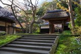 円覚寺居士林のヤマザクラ