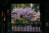 円覚寺勅使門越しの桜