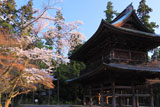 円覚寺の桜と三門