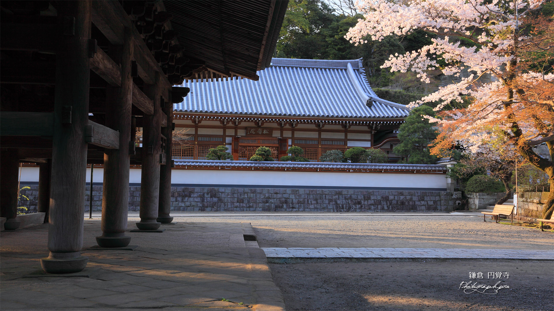 桜咲く円覚寺山門と松嶺院