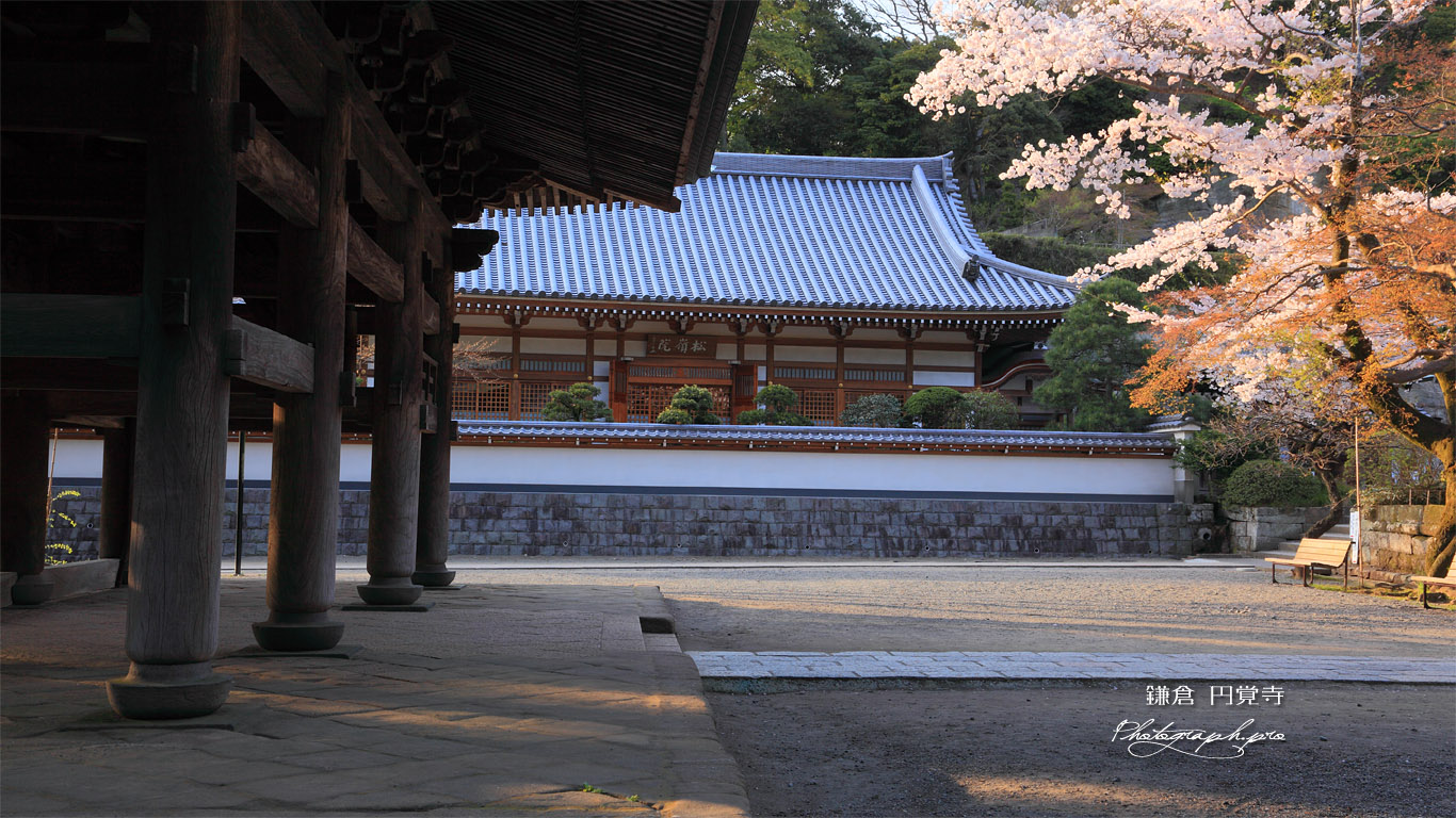 桜咲く円覚寺山門と松嶺院 壁紙